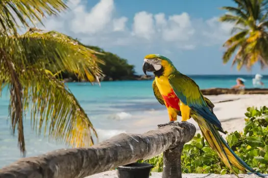 Guadeloupe Vacation Packages